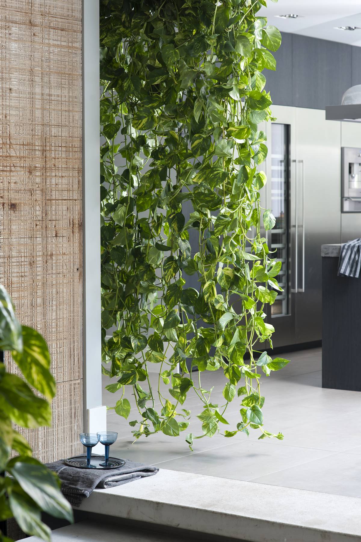 Epipremnum Aureum