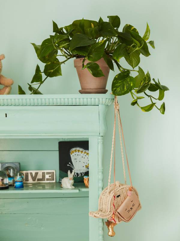 Groene plant op kast