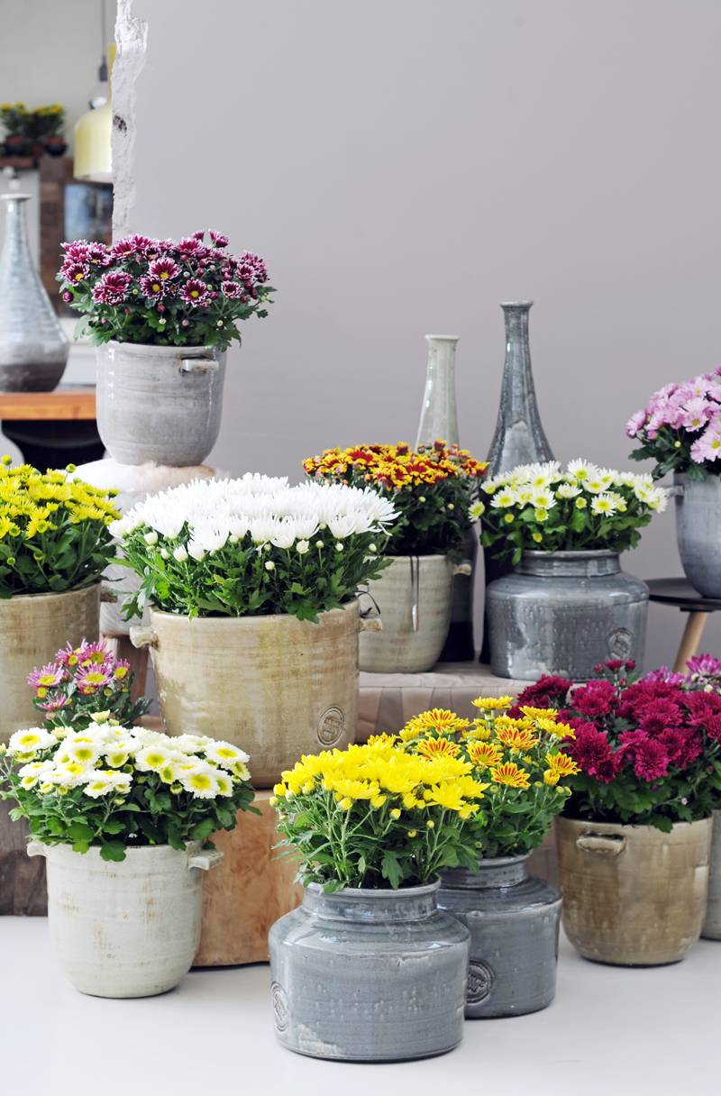 Potchrysant