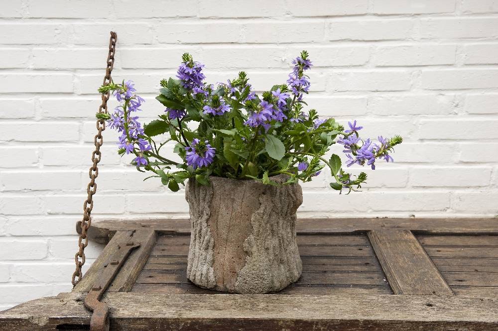 scaevola