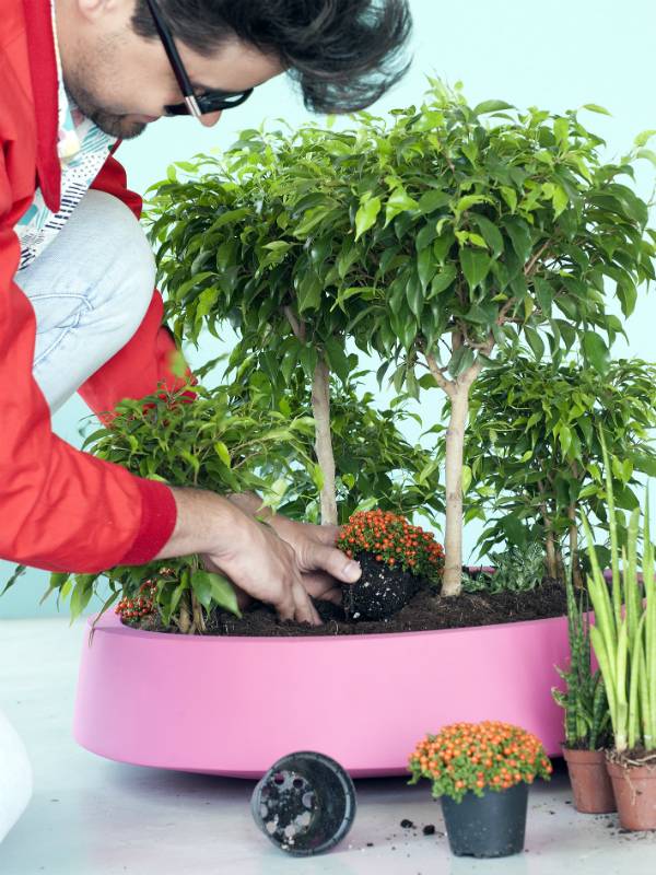 Kleine bloemen met ficus-bomen