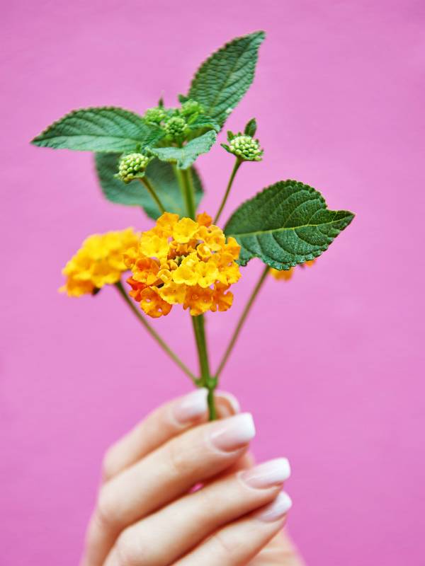 Wisselbloem