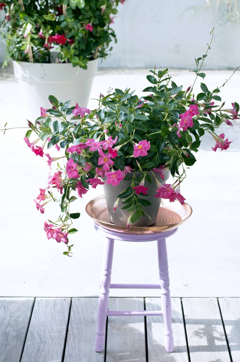 Mandevilla