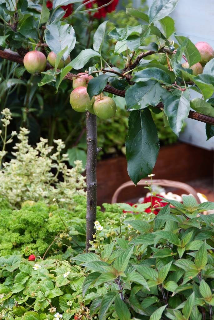 Fruitboom