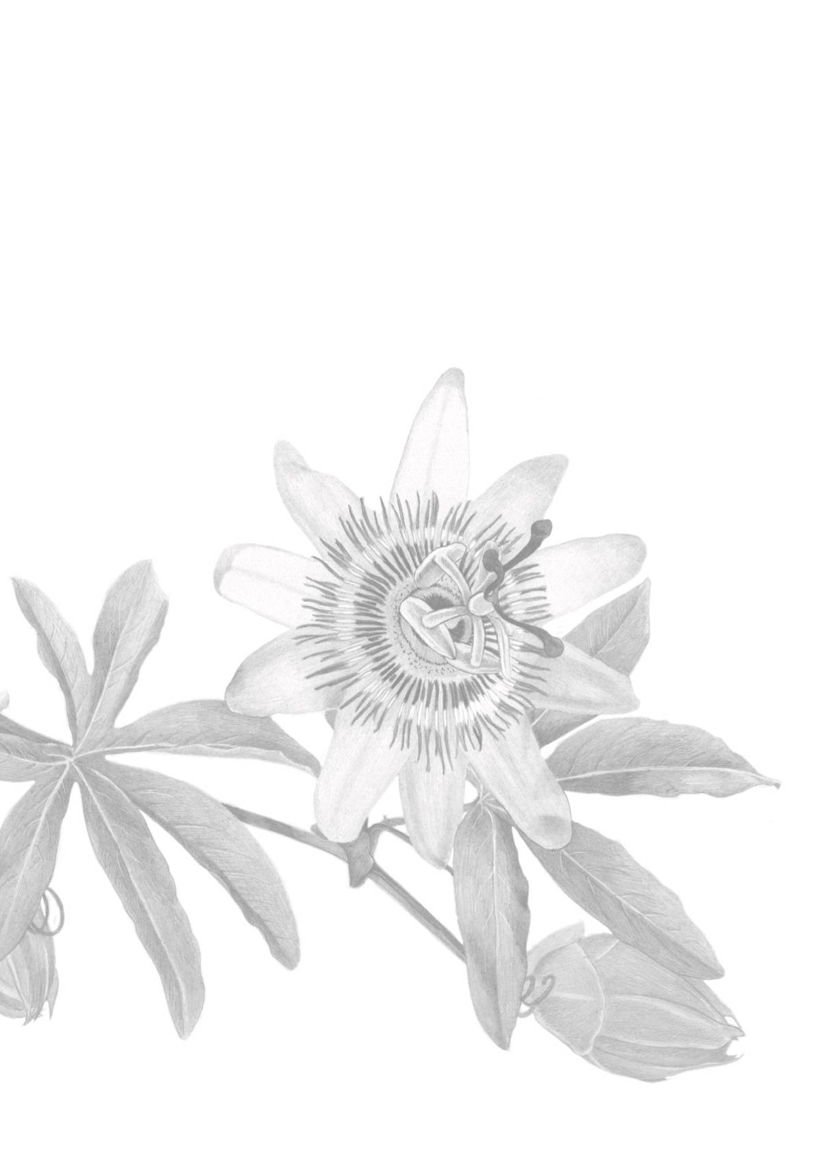 Illustratie van passiebloem met bladeren en knoppen