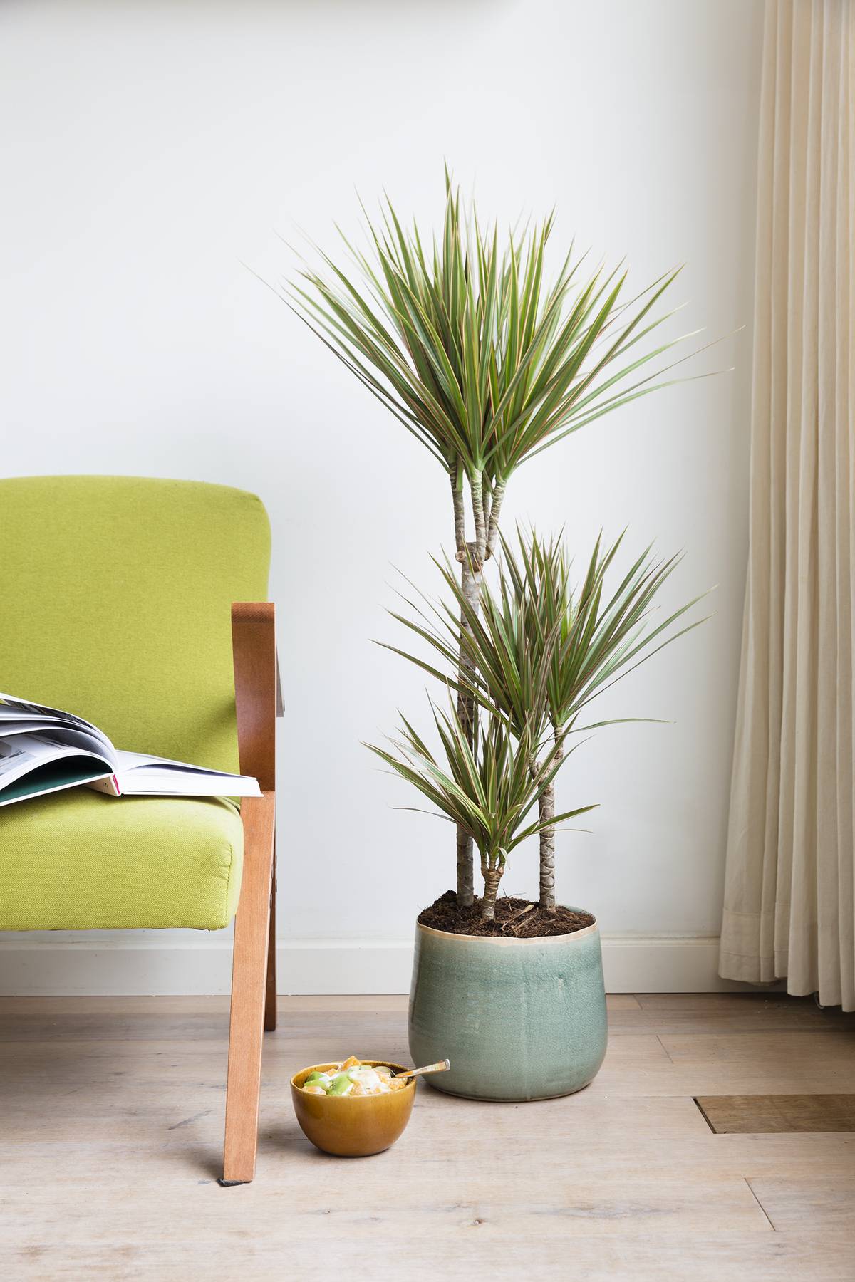 Dracaena