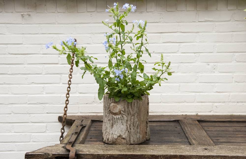 Plumbago