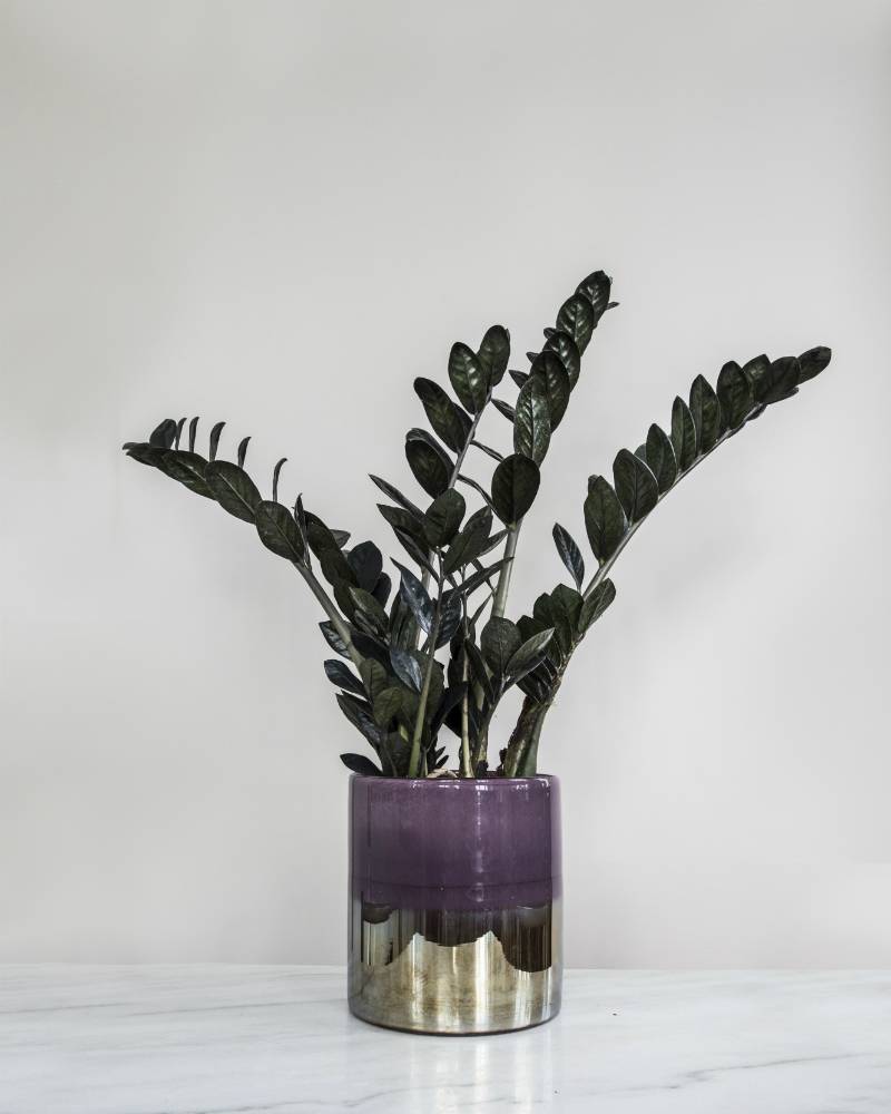 Zamioculcas raven