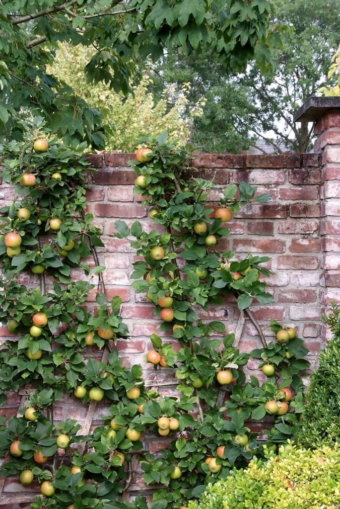 Fruitboom