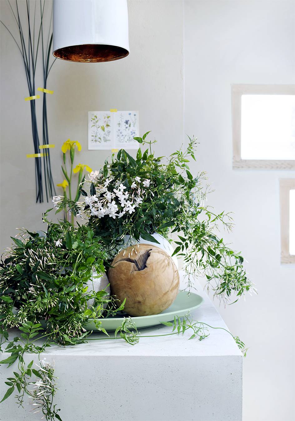 Stephanotis op schaal