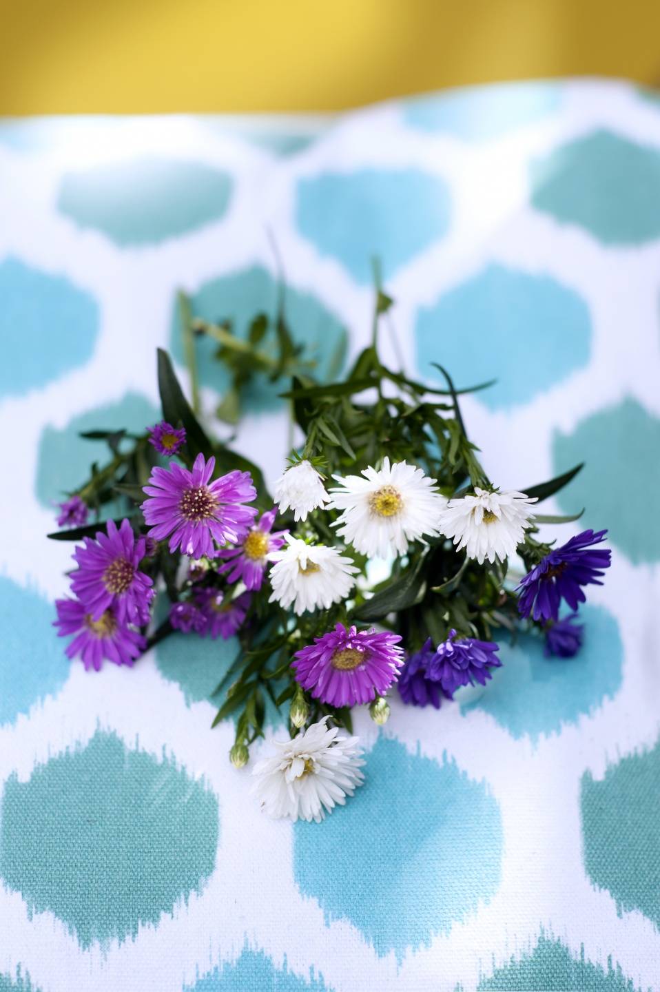 Aster