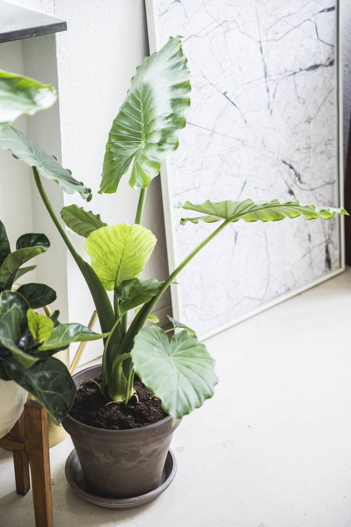 Alocasia in pot