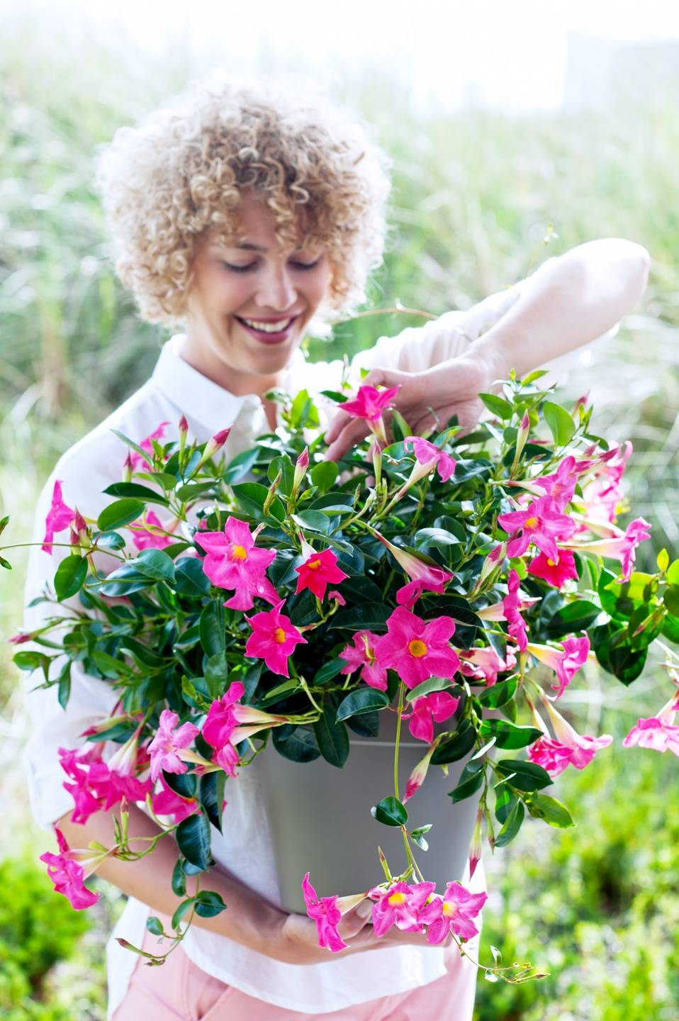 Mandevilla