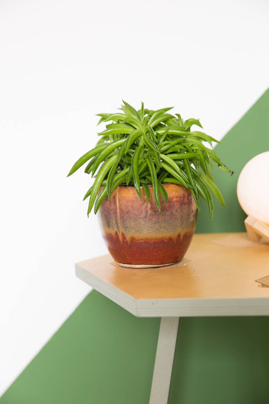 Peperomia