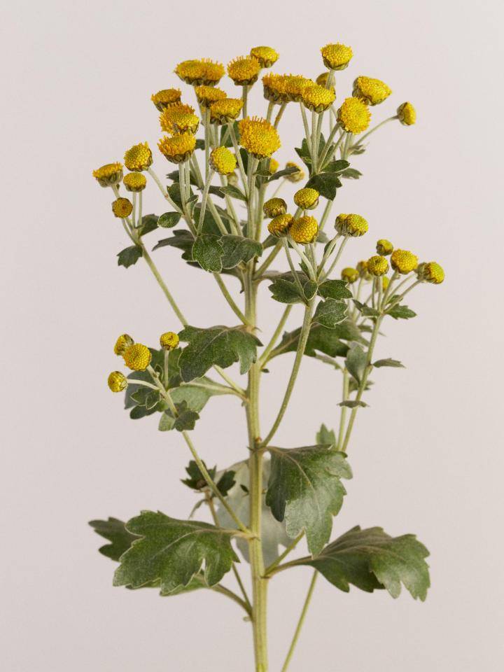 Knoopjeskruid Ajania pacifica