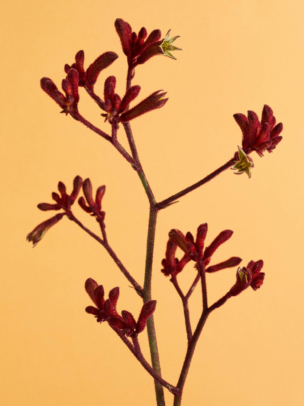 Close up van de Anigozanthos Flower guide