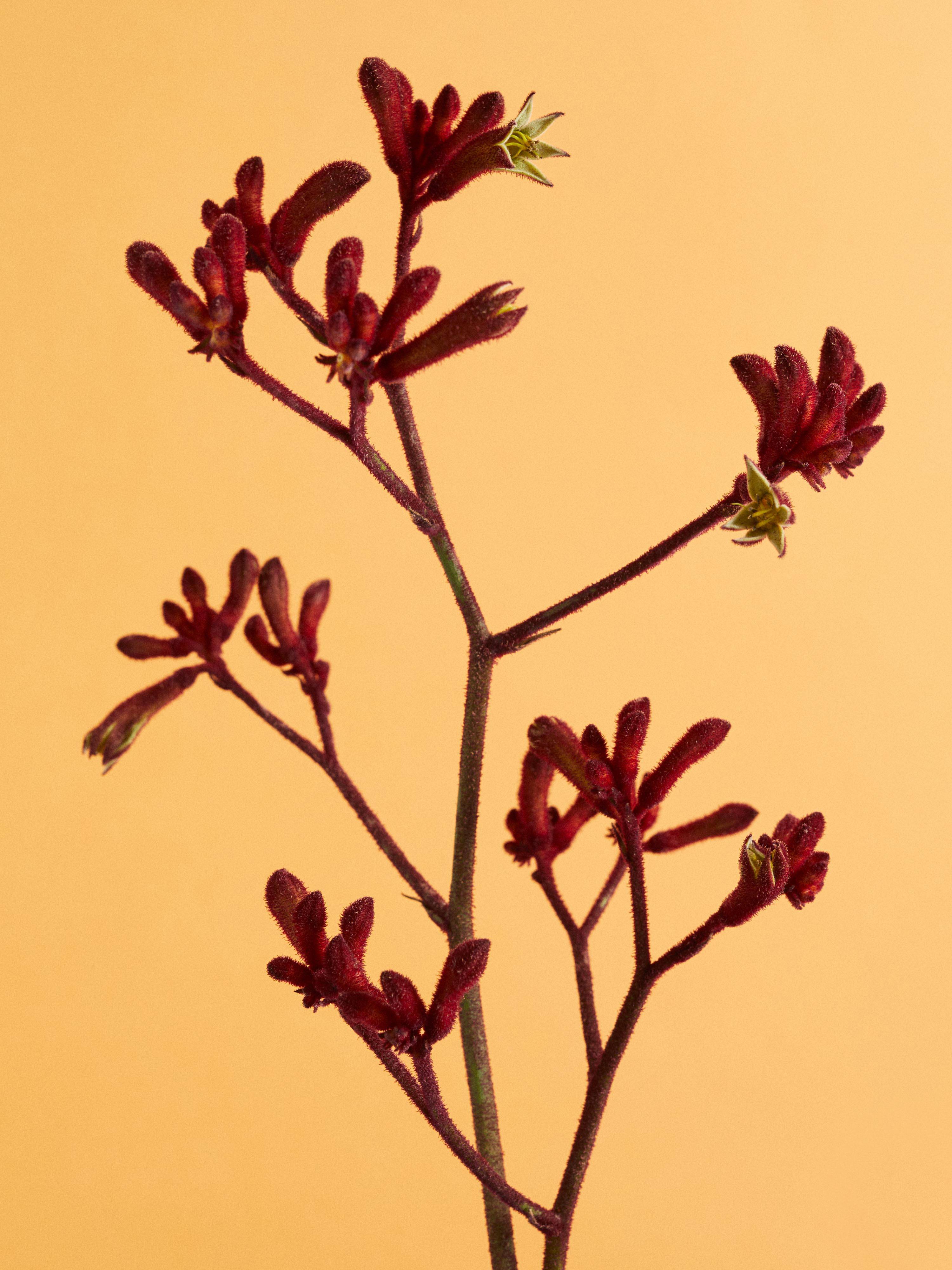 Close up van de Anigozanthos Flower guide