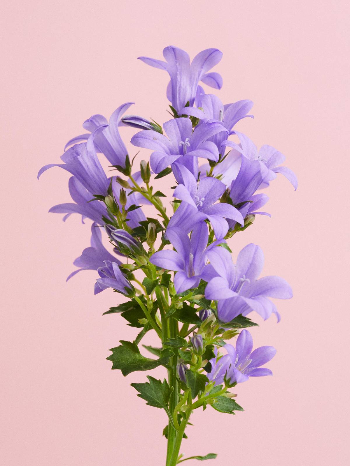 Campanula bloemenwijzer roze achtergrond