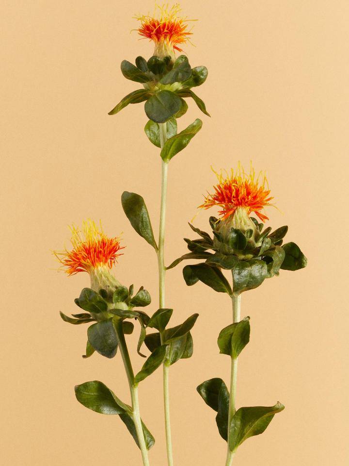 Carthamus Tinctorius Saffloer