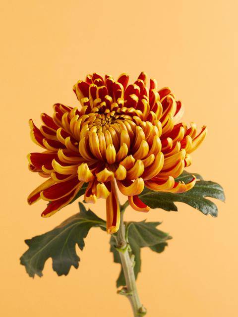 Chrysant