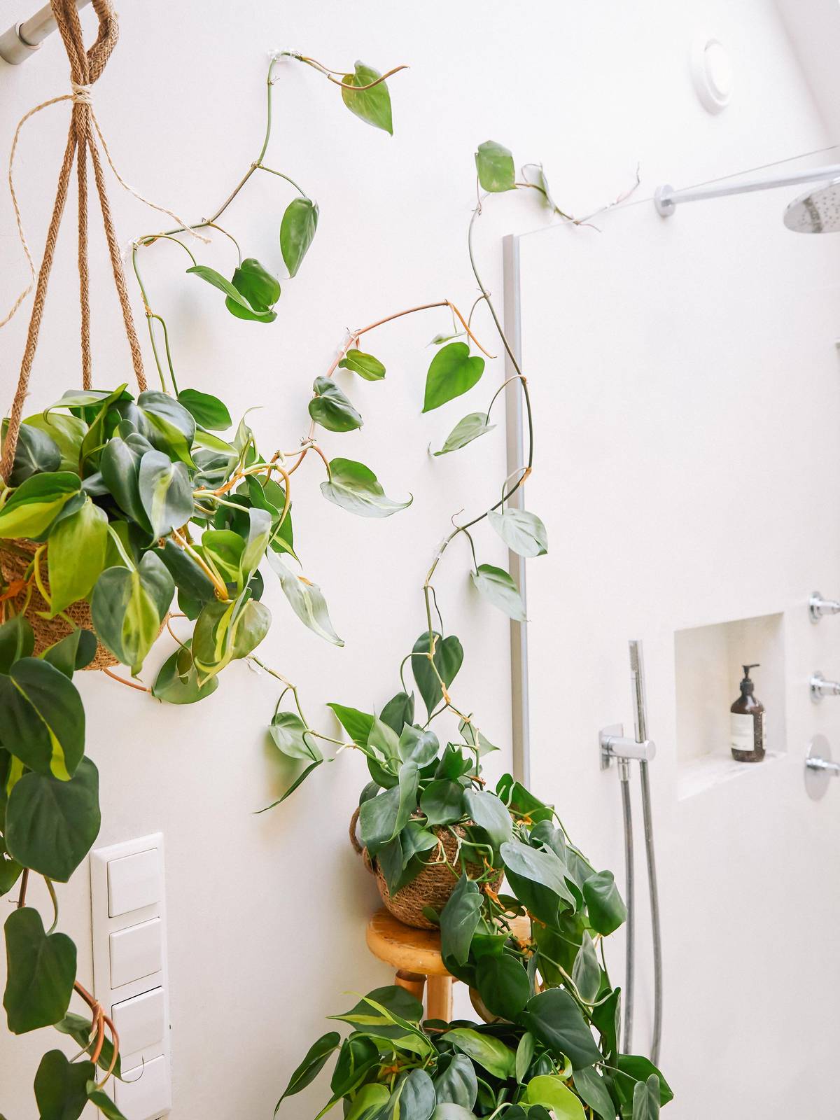Groene plant voor in de badkamer
