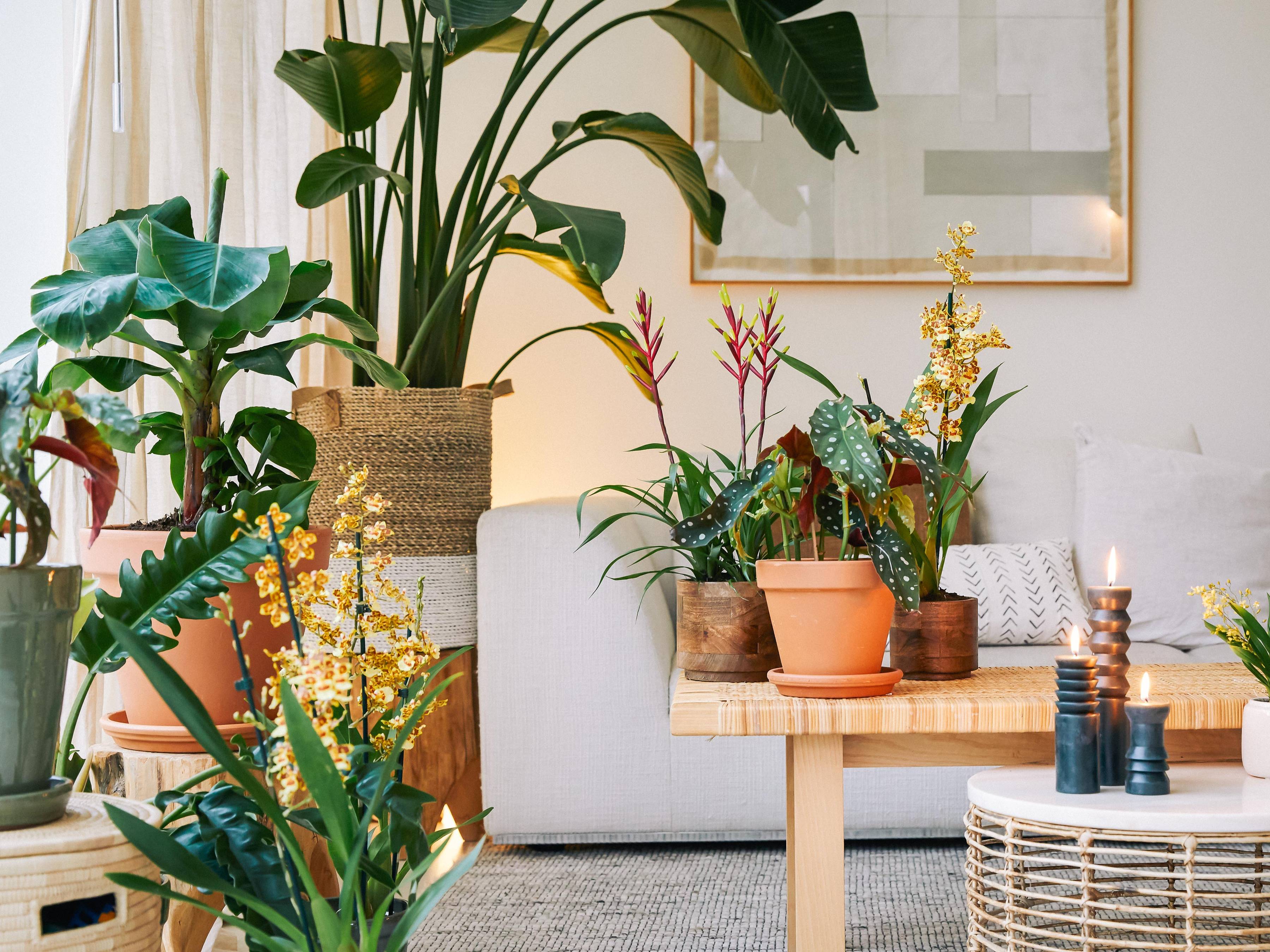 Orchidee Bromelia Jungle in een huiskamer met kamerplanten