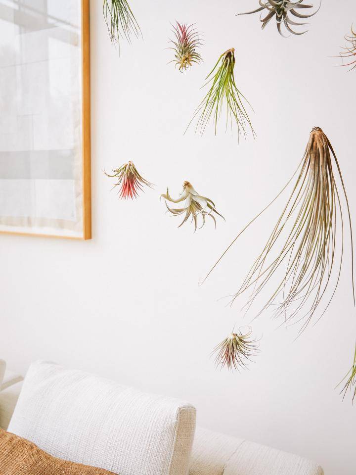 ONLINE_Tillandsia_1C9A6299