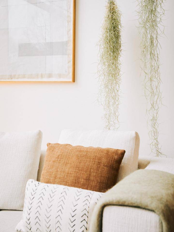 ONLINE_Tillandsia_1C9A6341_0