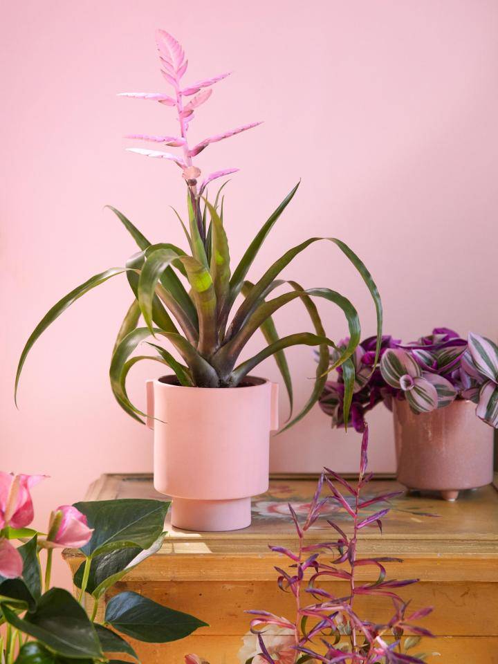 Roze bromelia in roze pot