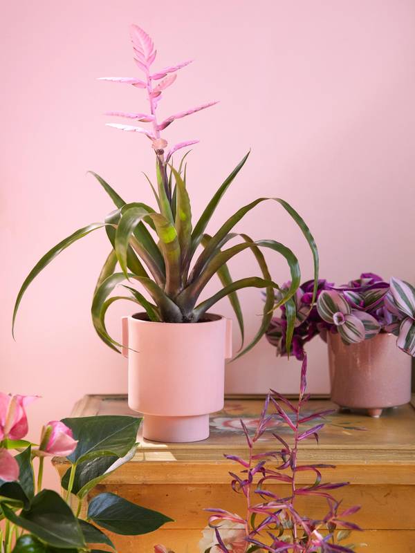 Bromelia