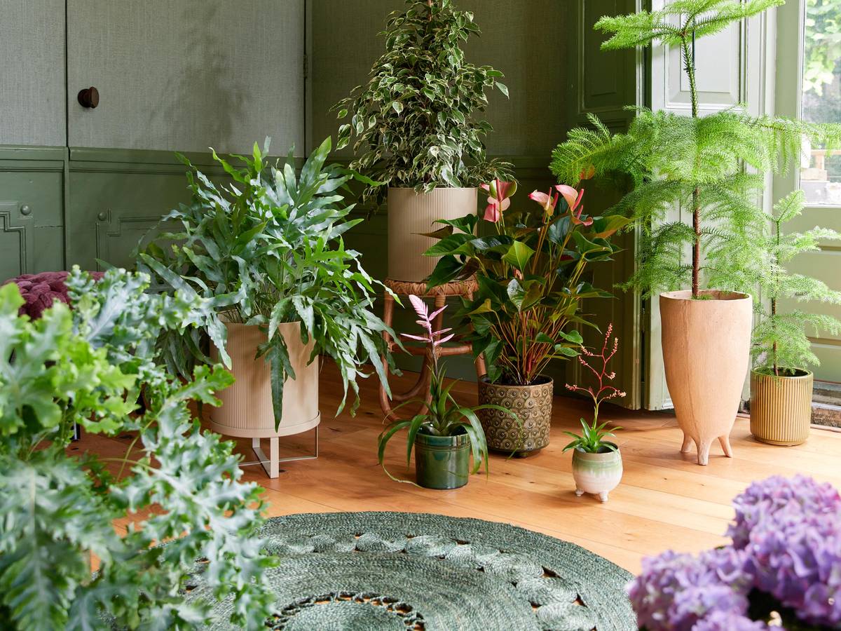 Kamerplanten