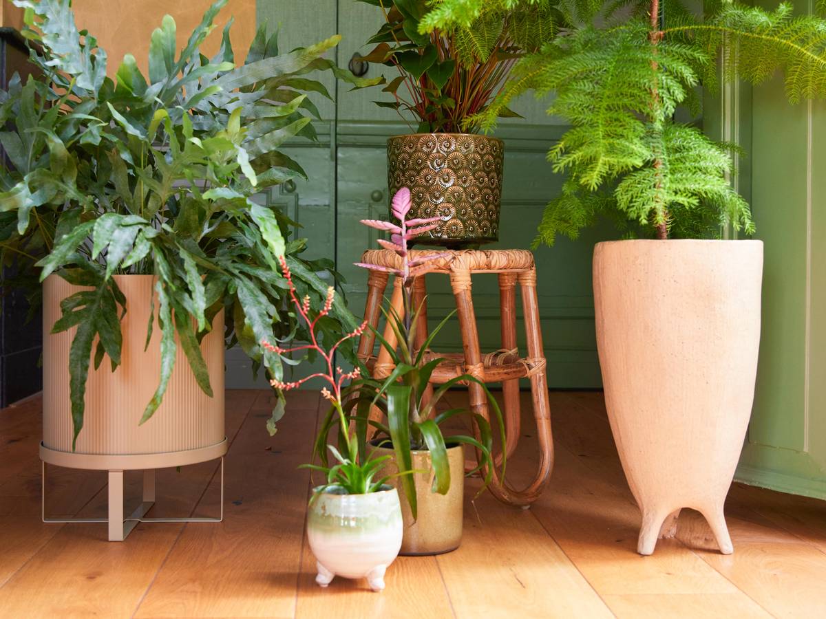 Groene planten