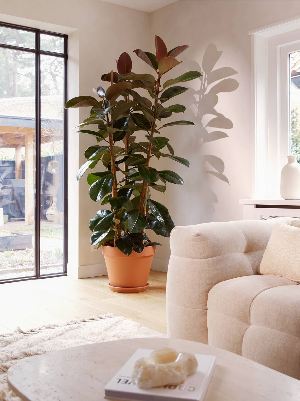 Ficus