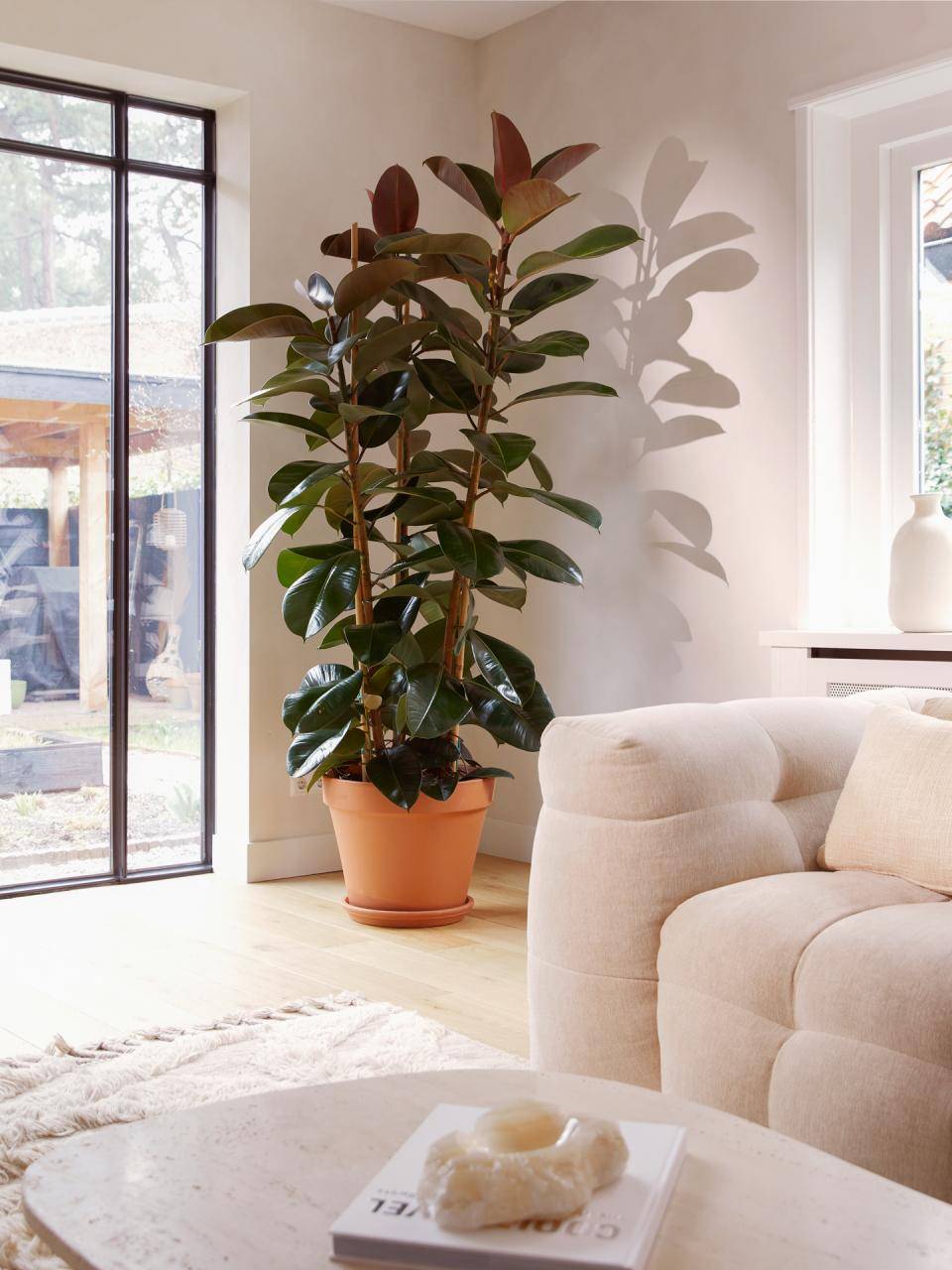 Online__W6A0835 1_1_Christmas tree_plant_0 (1)