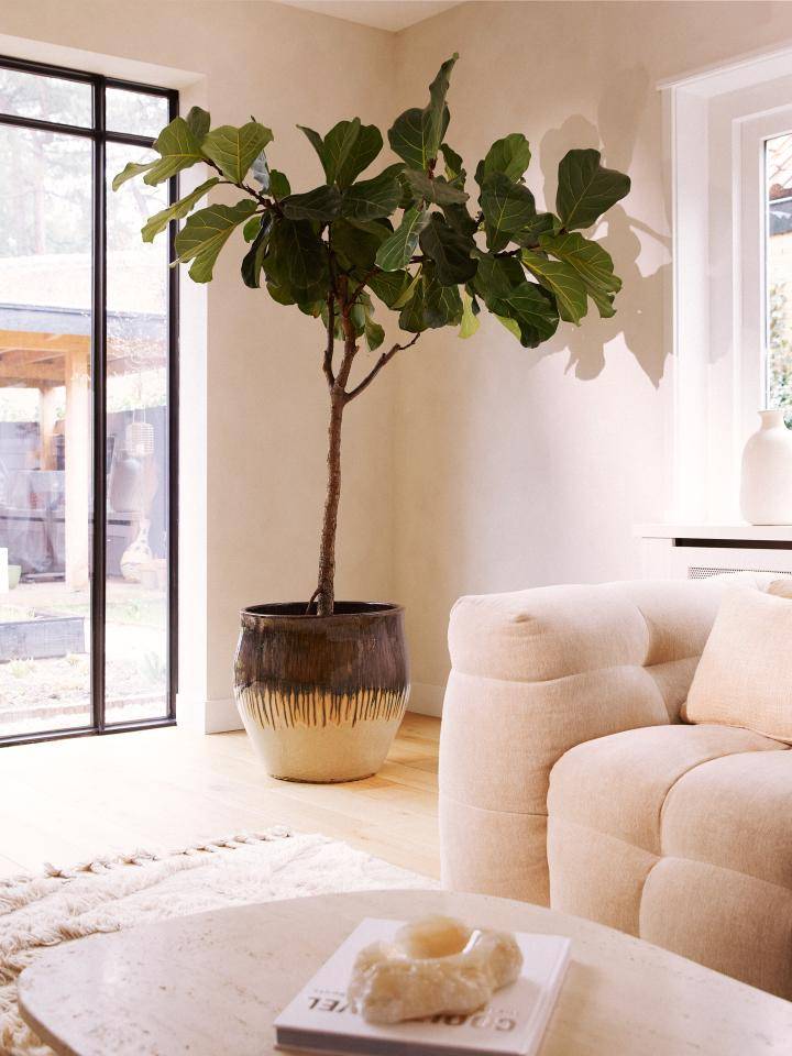 Ficus Lyrata in een grote pot naast een raam in een lichte, moderne woonkamer.