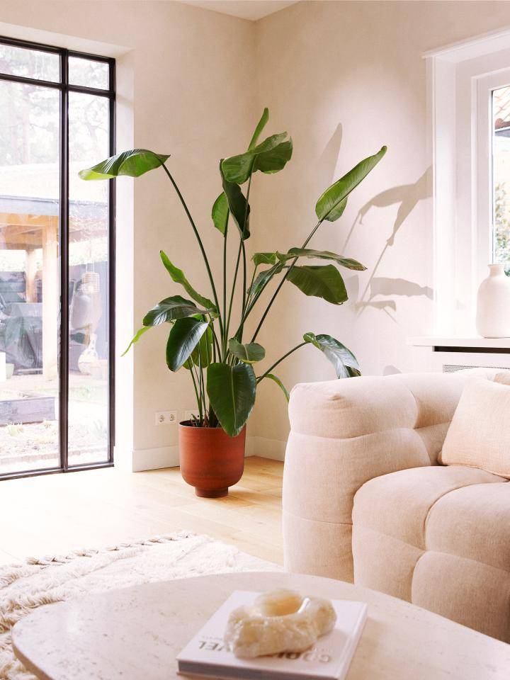 Online__W6A0835 1_3_Christmas tree_plant