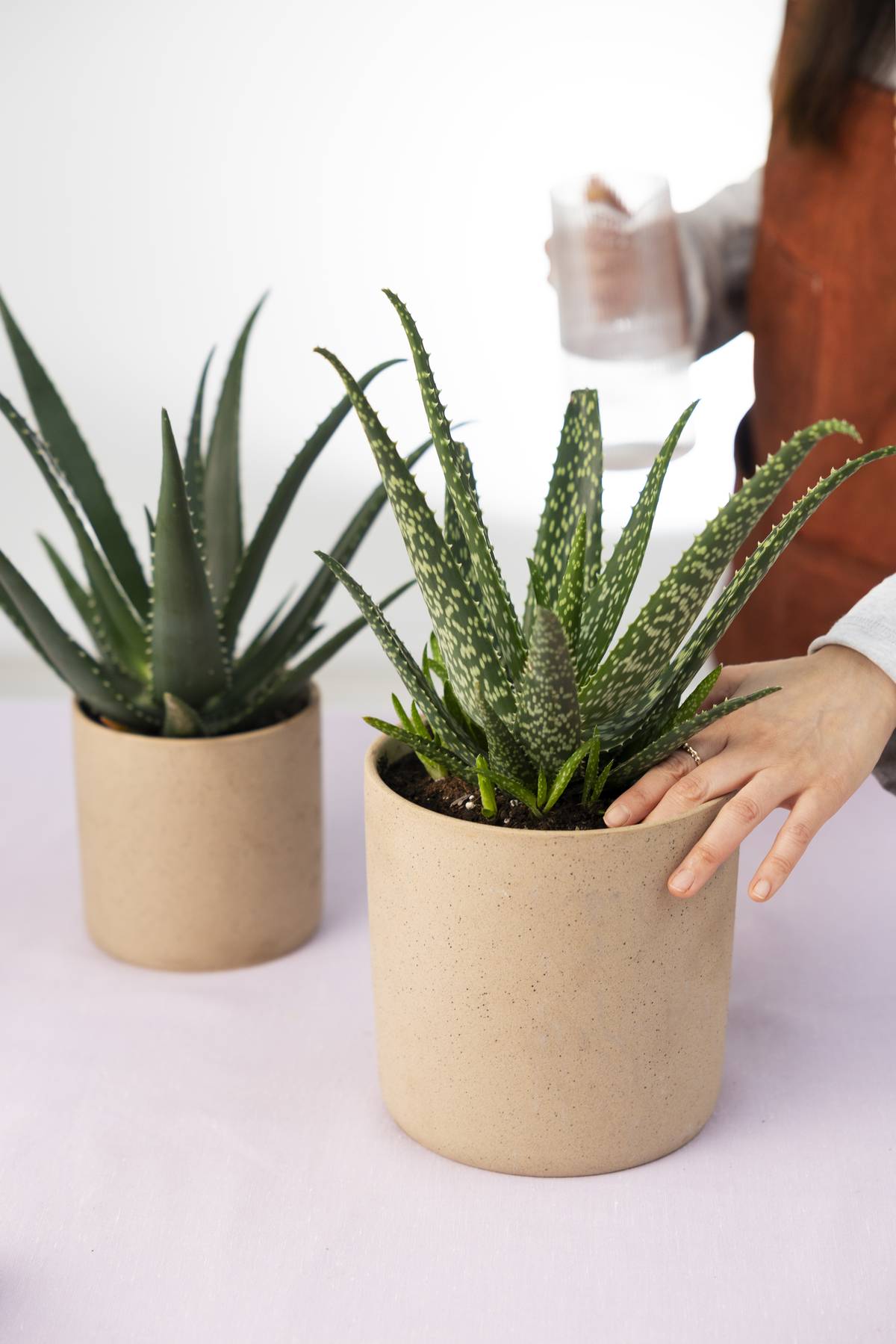 PASEN_aloevera_5 copy