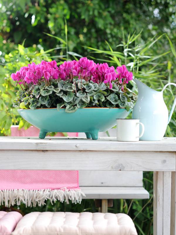 Patiocyclaam Mooiwatplantendoen.nl - 2a9f4a58-3896-4c1f-8916-3fc3f050a0a8