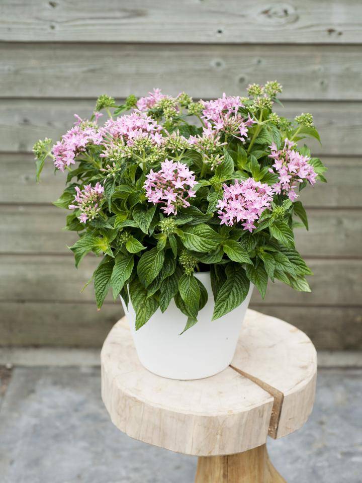 Pentas, vrolijke vlinderlokker voor tuin, terras of balkom