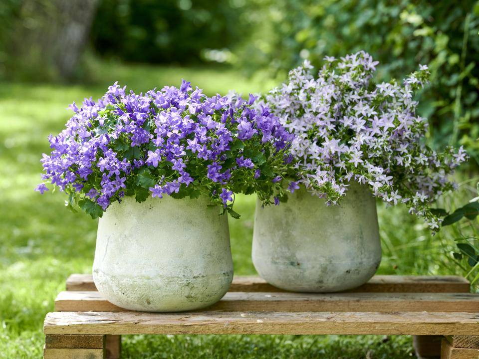 Campanula tuinplanten in pot