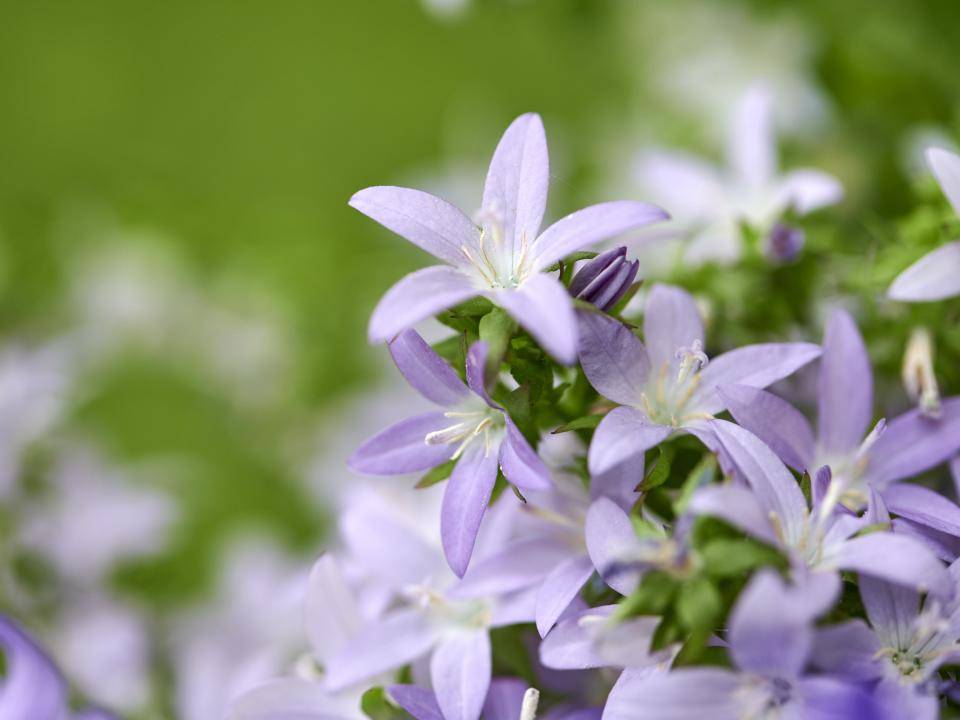 Campanula tuinplant in de border