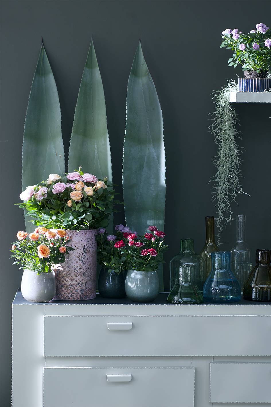 Potroos Woonplant van de maand Mooiwatplantendoen.nl - 36281040-946a-4394-b06e-4fa3c172baa2