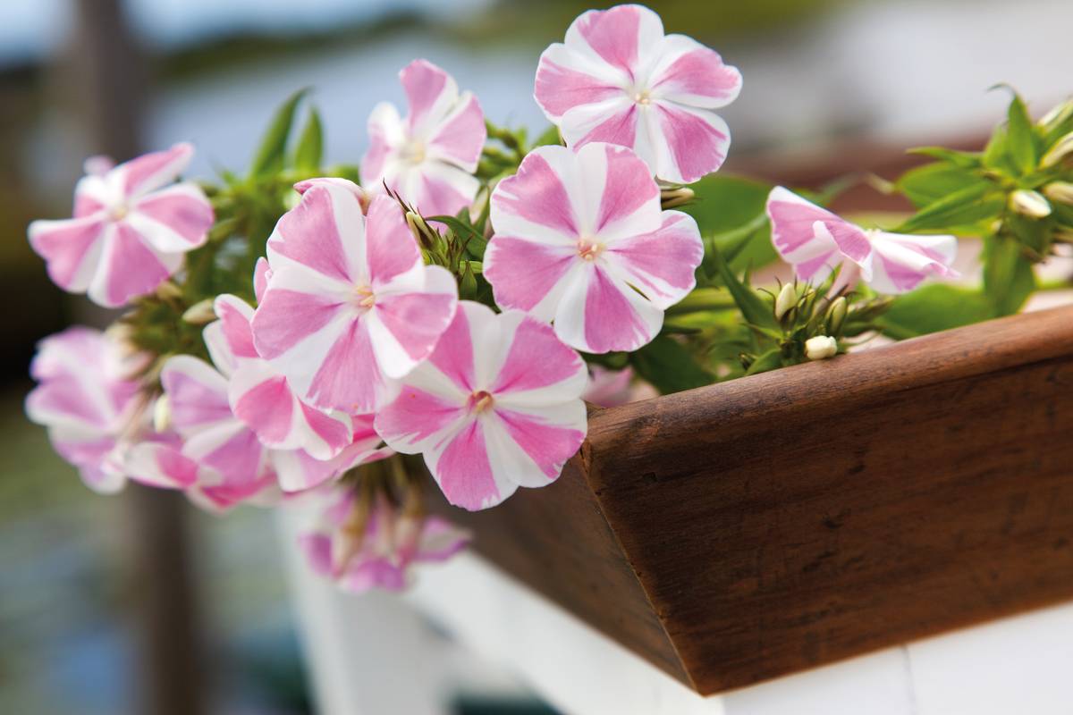 Phlox
