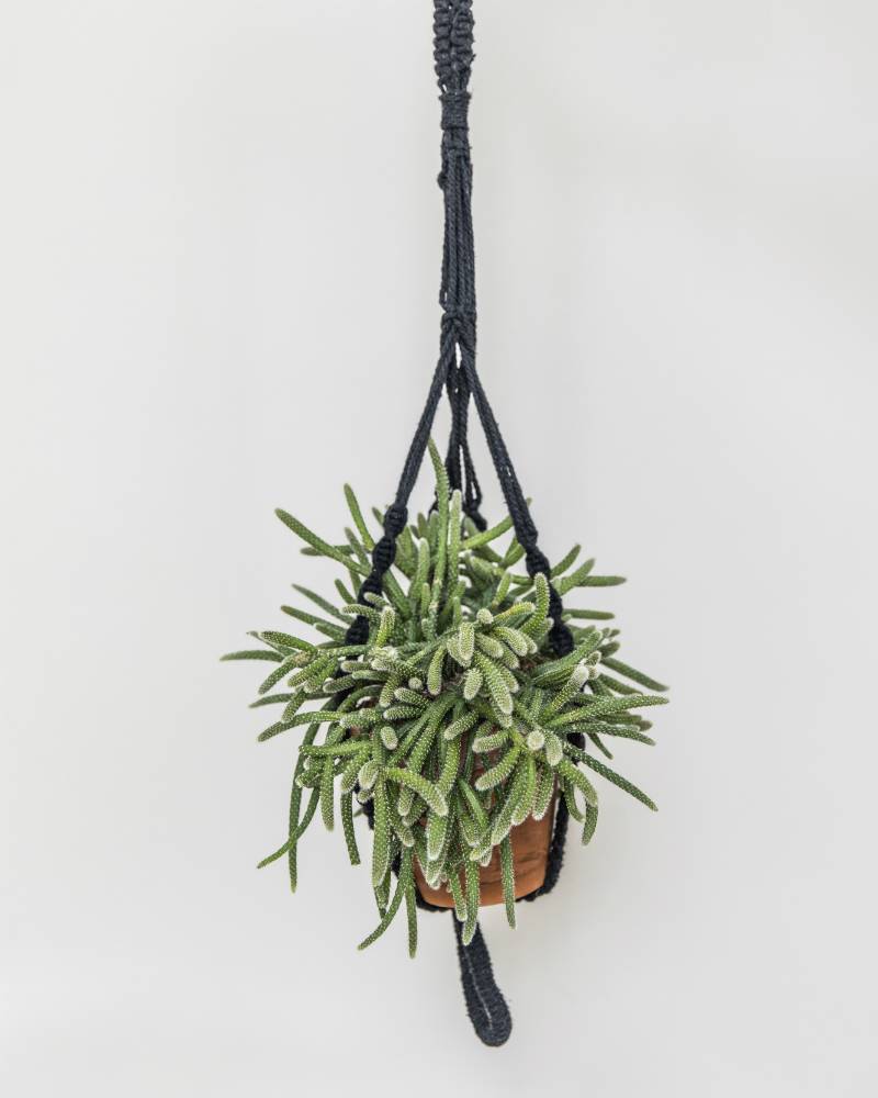 Rhipsalis horrida
