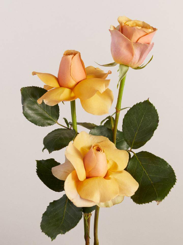 Roos