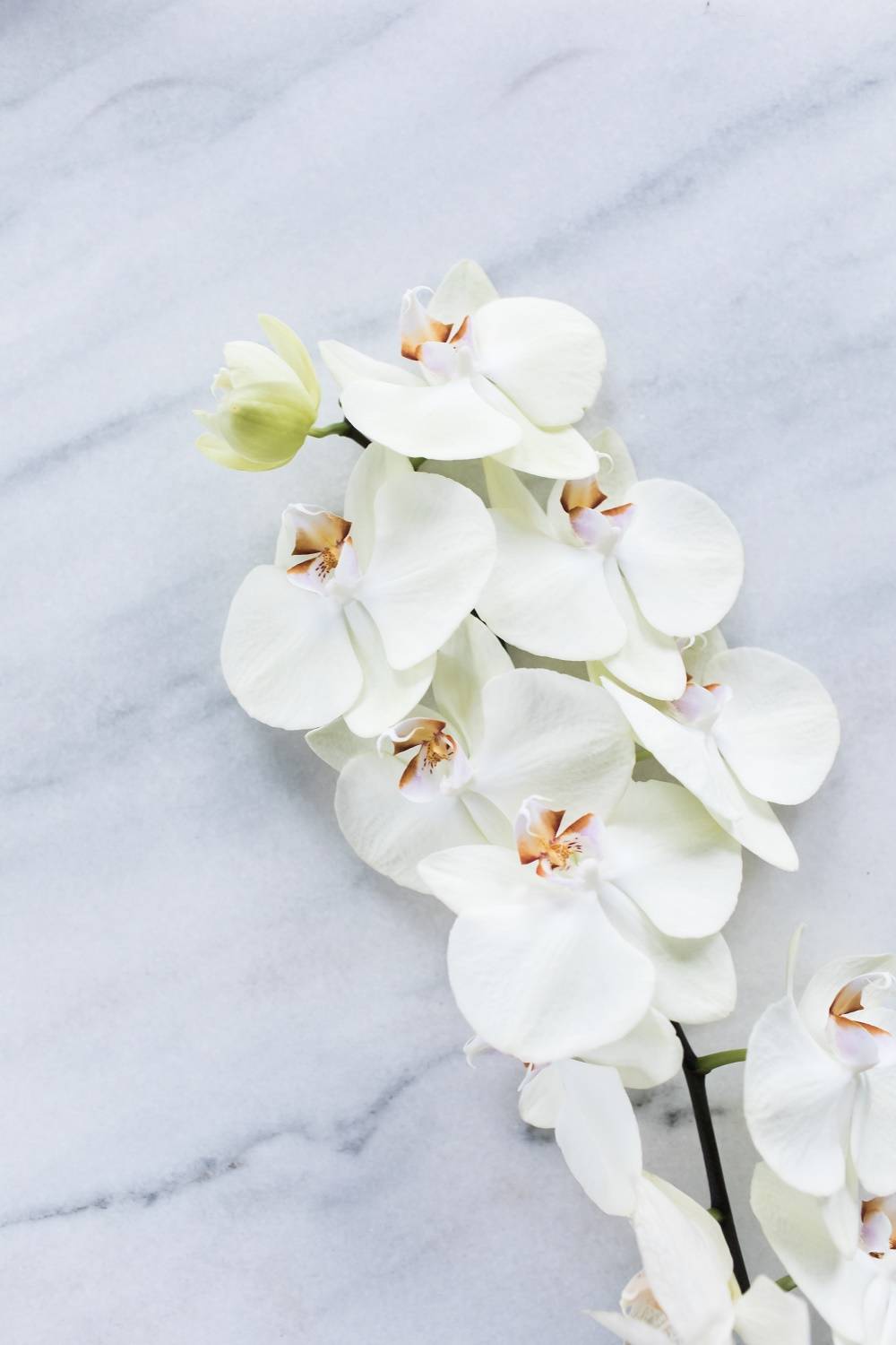 Phalaenopsis
