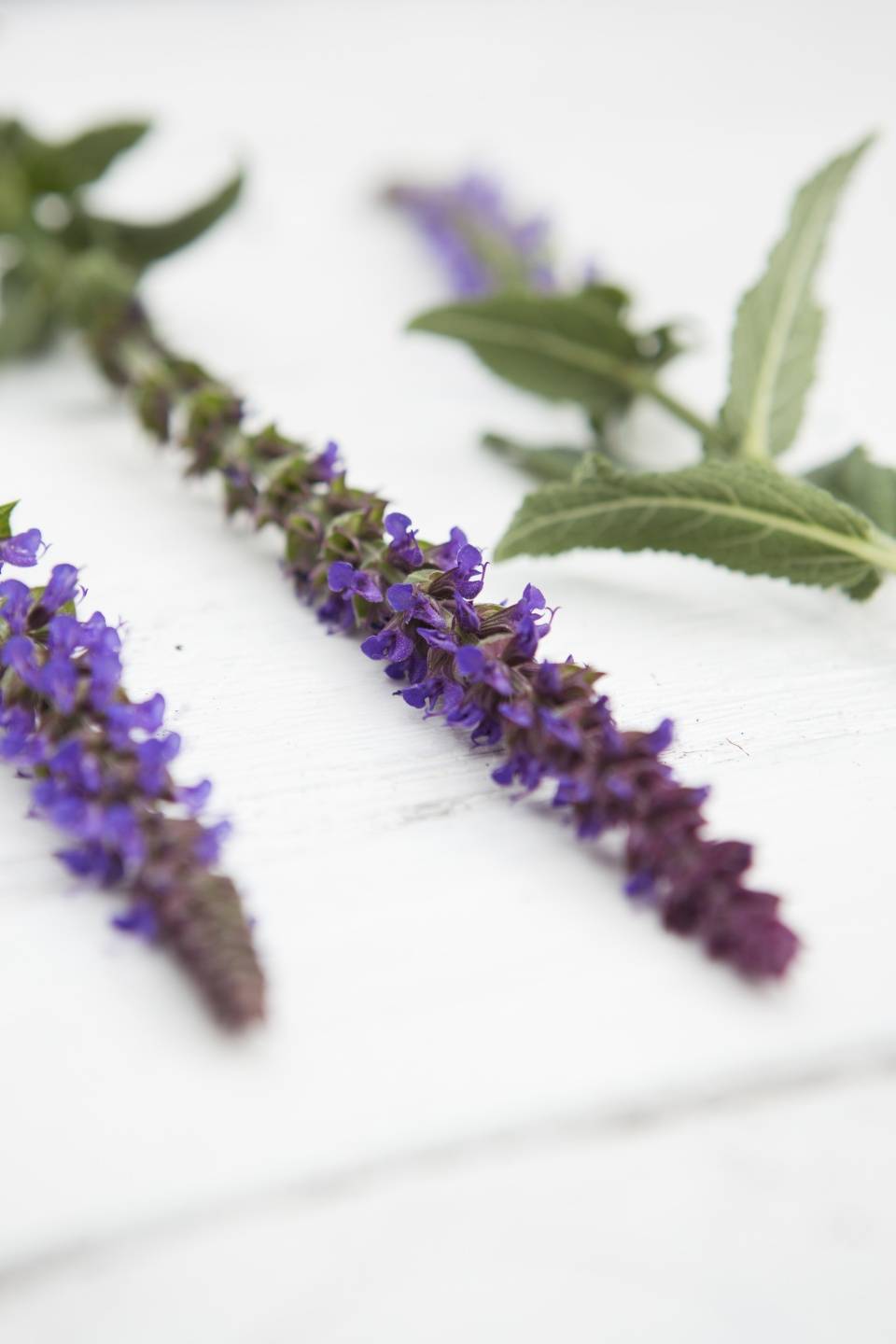 Sage Thejoyofplants.co.uk - fbf60443-e75e-495d-b337-05a37d510634