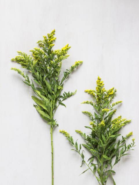Solidago