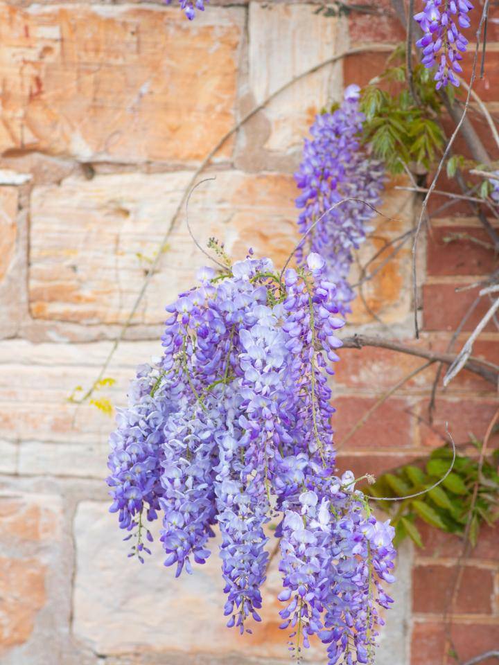 Blauwe regen