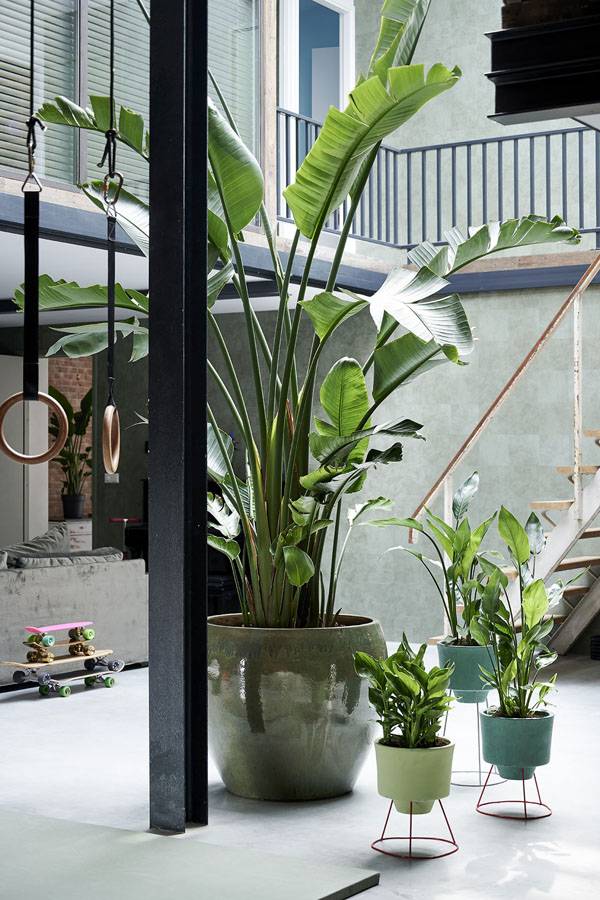 Strelitzia